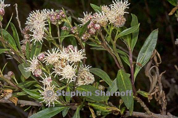 baccharis salicifolia ssp salicifolia 2 graphic